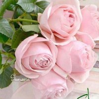 sharifah Asiri (@s2021aseeri) 's Twitter Profile