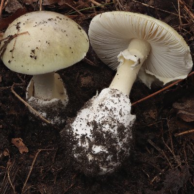 Rochester and its surrounding areas Mycological Society, a place to learn about mushrooms, slime molds and nature.