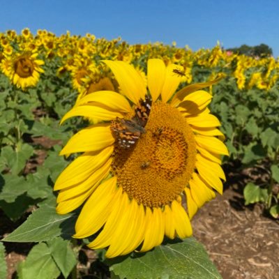 summerfun603's profile picture. Hi! my fun summer account! my insta is the same username!
