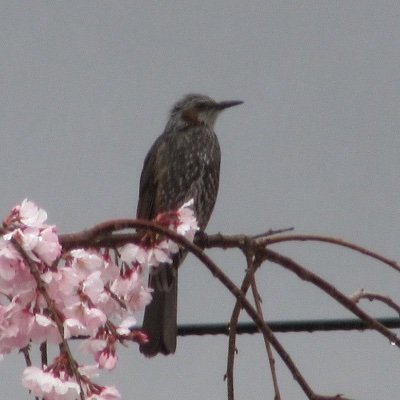 茜の空に、一番星、今日のシトネは、草まくら、背なで泣いてる・・・同行二人の文字悲し、