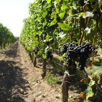 Jose (@drwineses) 's Twitter Profile