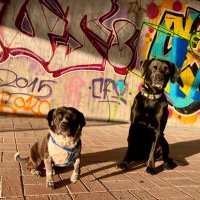 CryptoDog (@jacob22370395) 's Twitter Profile