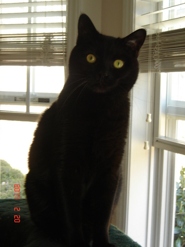 Follow me as I tweet about the things that truly mean alot to a socialite cat!  Which toy mice are the best,  is catnip really addictive?