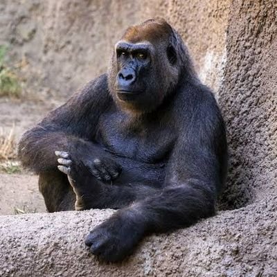 ZA6AbVO1dTpcaOh's profile picture. csのみでAPEXにてコーチングをしています