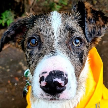 🐶 Welsh Sheepdog

🎂 7th Feb 2021

❤ food, long walks on the beach, watching people eat, barking at pigeons.

🚫 hoover, bath times, pigeons (they scare me)