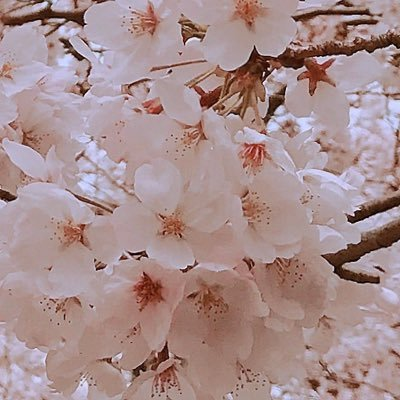 ウヅキ お返事ゆっくりさんのプロフィール画像