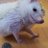 繭之丞@🦎生き物🦔&イラストアカのアイコン