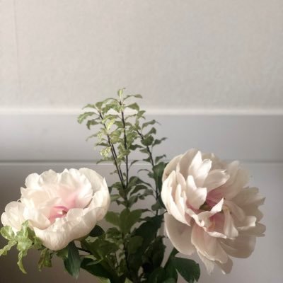 liondive's profile picture. 