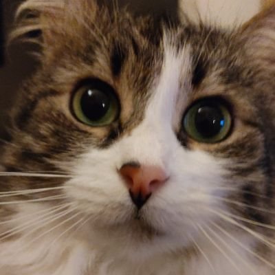 Leonessa492's profile picture. 