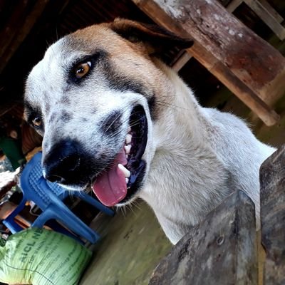 bikashl91142597's profile picture. 