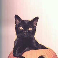A (@tobinge13) 's Twitter Profile