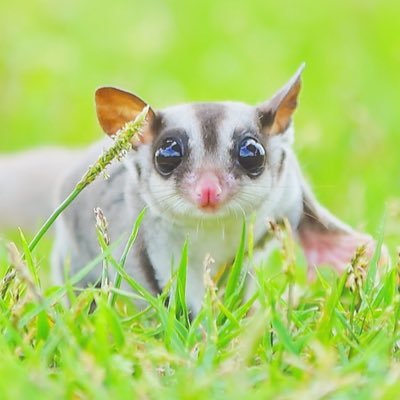 東海関西と参加してます!|雑食のオールラウンダー|原神リネット・ナヴィア・フリーナと推しが増えてく💦ゼンゼロはカリン♡/ i7大好き!ヤマさん推し!|ヒプムビ視聴時間 20h45 /データーお渡しに関しての片思いは10日で😌