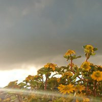 embe (@embe) 's Twitter Profile