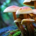 5_MeO_DMT's profile picture. Follow the white mushroom