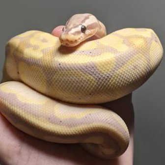 Hobbyist ball python breeder currently growing out my breeding group. Should have my first clutches next year. Focusing on high quality Clown and Pied combos.