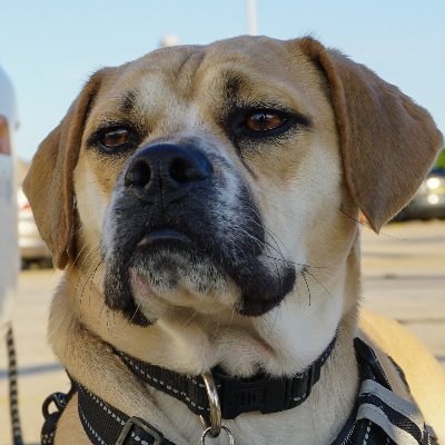 🐾Bullets Mixed Media Consultants🐾
The only Social Media Marketing company that is run by a Dog!
🐾This is Bullet's personal account🐾
#Dogecoin accepted