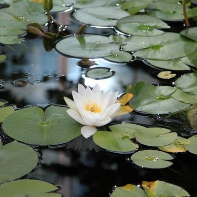 _inspiredperson's profile picture. beauty comes from within`