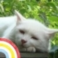 みや(ただいま育児中) (@peeeeping) 's Twitter Profile