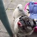 @Puglet Peppa (@teampuglet) Twitter profile photo @Puglet Peppa (@teampuglet) Twitter profile photo