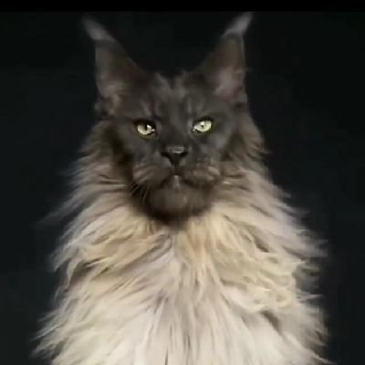 Kali___Billi's profile picture. कोई जाति पूछे तो शान से हिंदू बताओ
 जातियों का भेद मिटाओ
 और एक मजबूत हिंदू राष्ट्र बनाओ l

जय सियाराम🙏🚩