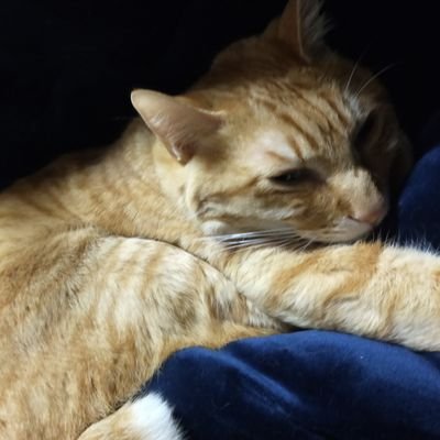 nyalalaa's profile picture. 