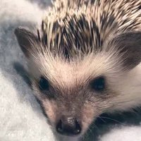 Tayu (@tayu1106) 's Twitter Profile