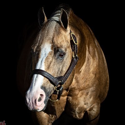 Breeding and raising top-notch performance quarter horses. 2 Locations- Purcell, Oklahoma and Scottsdale, Arizona