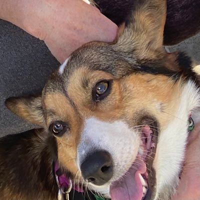 I am a 5 years old Welch Pembroke Corgi. I love to play, go for walks and being with my family.