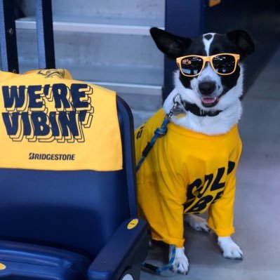 My name is Smash. I’m best known for being the official office pup of the @PredsNHL and @PredsFoundation.