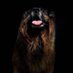 Brunollescho (@brunollescho) Twitter profile photo Brunollescho (@brunollescho) Twitter profile photo