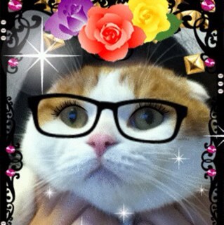 papaiyaqoo's profile picture. 猫、モルモット好き