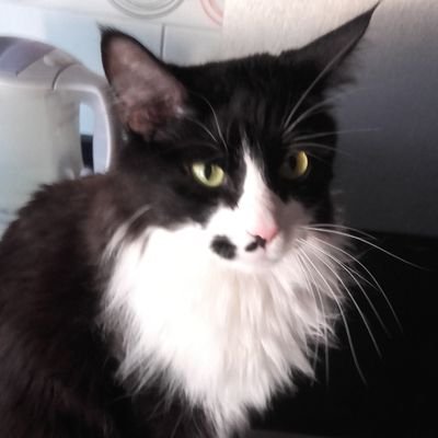 JesssHawke's profile picture. She/her. 30✌ Fr/Ita.