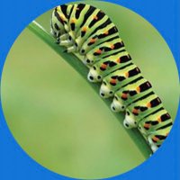 Rev 🐛 (@rev_caterpillar) 's Twitter Profile