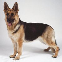 MyDogYourCat (@mydogyourcat) 's Twitter Profile