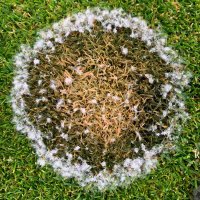 OSU Turf Diagnostic Lab (@beaverturflab) 's Twitter Profile