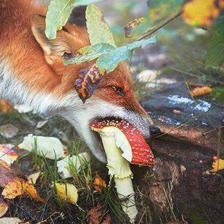 what is it like to be a shroomfox?
attempting to be a systems do-er