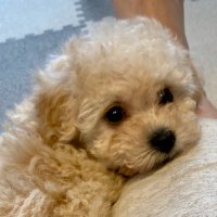 ビションプー🐾ラテ (@latte_latte0221) 's Twitter Profile