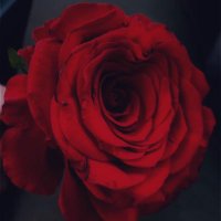 أم عمر (@o3mmmtt) 's Twitter Profile