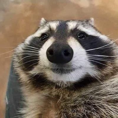 duck_nh's profile picture. 