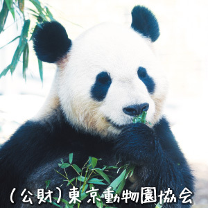 上野動物園のパンダの動画をケータイ＆スマートフォンで毎日配信中！
パンダ撮影隊のアカウントでは、上野動物園で毎日パンダを撮影しているカメラマンたちが生つぶやき！レアな動画はいち早くおしらせしたり、パンダのようす・パンダトリビアをつぶやいたりします。※本キャンペーンは、2011年8月31日をもって終了いたしました。