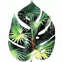 USF Botanical Garden (@usfbg) 's Twitter Profile