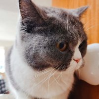 向夕阳奔跑的熊猫🇨🇳 (@ou08153352) 's Twitter Profile