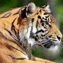 Chris Tiger - @Chris_Tiger - Twitter