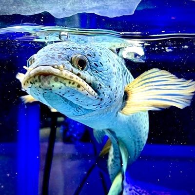 あおぞらクリニック代表理事。会社経営に奮闘中!専門は目の手術全般です🐟タワマンでアロワナ飼ってます🤩港区タワマンで2M水槽🌊