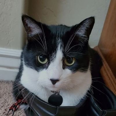 montordine's profile picture. MIrror. Mon historie.