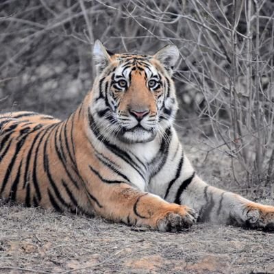 This is official twitter handle of Panna Tiger Reserve. The purpose of the handle is to educate people about the conservation efforts taken by the MP forest dep