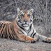 Panna Tiger Reserve (@PannaTigerResrv) Twitter profile photo