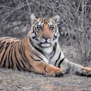 Panna Tiger Reserve's avatar