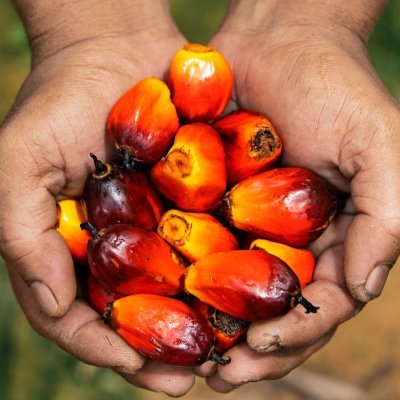 Following & sharing news on #PalmOil, #Environment and #Biodiversity.