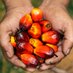 EU PalmOil Insights (@palm_eu) Twitter profile photo